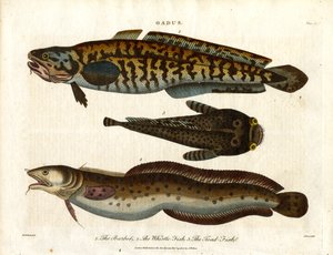 lake, vitlingfisk och paddfisk