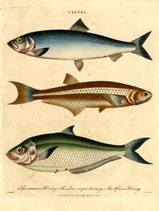 Clupea: Herring Species av John Pass