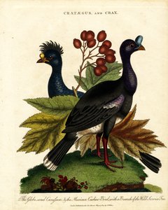 Crataegus och Crax: Glossy Curassow och Mexican Cashew-Bird med Wild Service Tree av John Pass