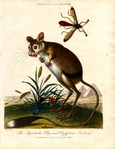 Diopsis och Dipus (stalkögd fluga och egyptisk Jerboa)