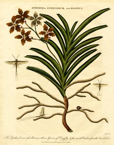 Epidendrum;Ephemera;och Erodius