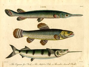 Esox: Gädda och svärdfiskarter av John Pass