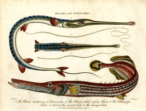 Filaria och Fistularia - Trådmaskar och rörfiskar