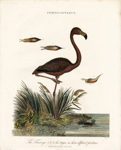 Flamingo av John Pass