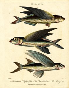 Flygande fisk