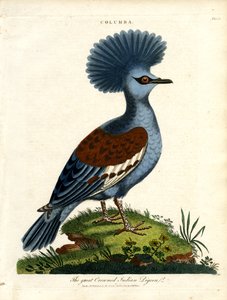 Storkronad indisk duva (Columba) av John Pass