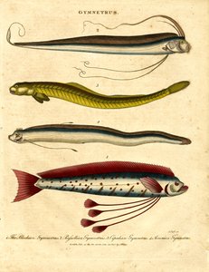 Gymnetrus – Ribbon Fishes av John Pass