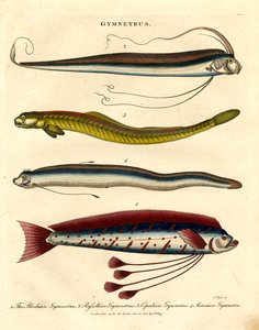 Gymnetrus arter - Bandfisk