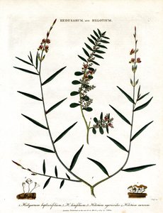 Hedysarum och Helotium av John Pass