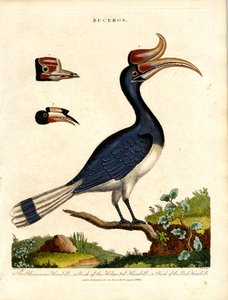 Hornbill arter med Bill detaljer av John Pass