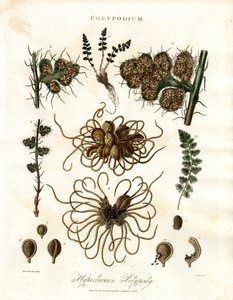 Hyperborean Polypody - Ormbunkar av släktet Polypodium av John Pass