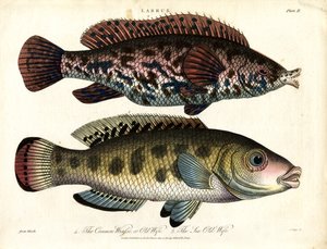 Labrus: Vanlig läppfisk och havsläppfisk av John Pass