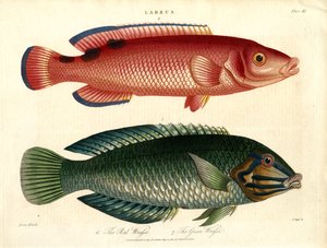 Labrus: Röd läppfisk och grön läppfisk