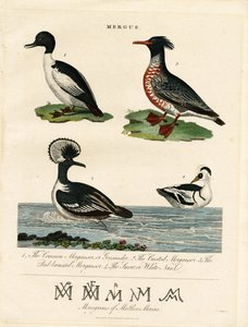 Mergansers (Mergus) av John Pass