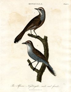 Motacilla - Afrikansk näktergal