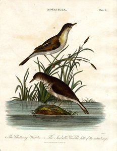 Motacilla: Pratsångare och Isabellasångare