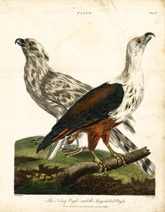 Bullerörn och långsvansad örn av John Pass
