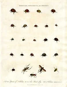 Notoclea;Notonecta;och Notoxus skalbaggar av John Pass