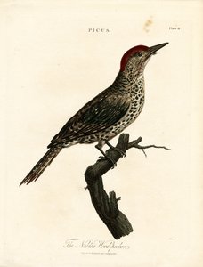 Nubisk hackspett (Picus) av John Pass