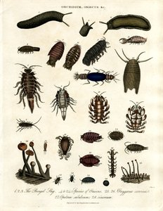 Onchidium;Oniscus och andra leddjur av John Pass