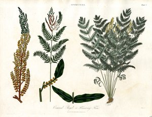 Osmunda av John Pass