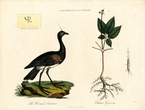 Palamedea och Panax