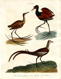 Parra-arter (Jacanas) av John Pass