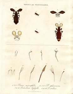 Pausus och Pedicellaria - Insektsarter av John Pass