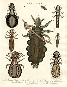 Pediculus - Olika arter av löss av John Pass