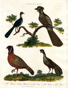 Penelope-arter (kalkoner och fasaner)