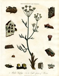 Peucedanum och Peziza av John Pass