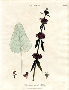 Phlomis: Jerusalemsalvia med knölrötter av John Pass