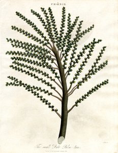 Phoenix (dadelpalm) av John Pass