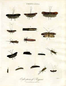 Phryganea - dagsländor av John Pass