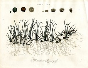 Pilularia: Pilört eller peppargräs av John Pass