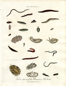Planaria - Tolv arter av plattmaskar av John Pass