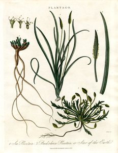 Plantago Arter av John Pass