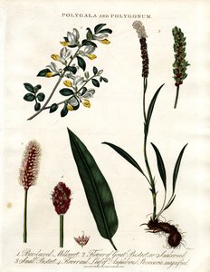 Polygala och Polygonum av John Pass