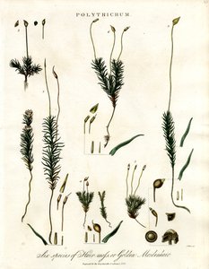 Polytrichum av John Pass