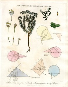 Poranthera;Porella och Porisms av John Pass