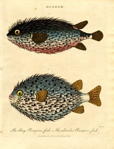 Piggsvinsfisk (Diodon)