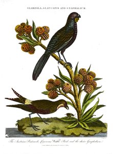 Pratincole;Glaucopis och Gnaphalium: Österrikiska Pratincole;Cinerous Wattle Bird och val Gnaphalium av John Pass