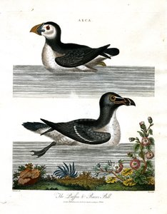 Lunnefågel och rakblad (Alca) av John Pass