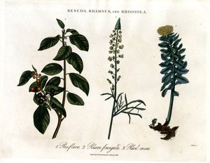 Reseda;Rhamnus och Rhodiola av John Pass