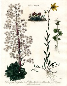 Saxifraga Arter av John Pass