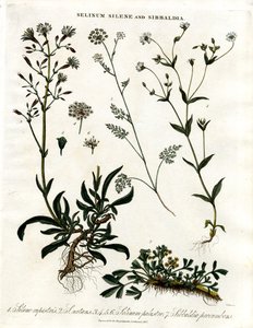 Selinum;Silene och Sibbaldia av John Pass