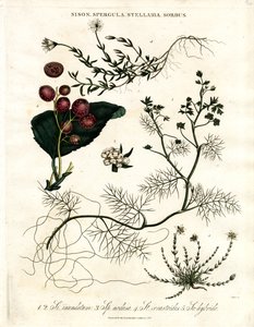 Sison;Spergula;Stellaria;Sorbus av John Pass