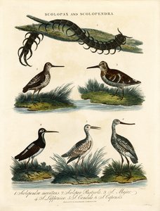 Sniglar (Scolopax) och tusenfotingar (Scolopendra)