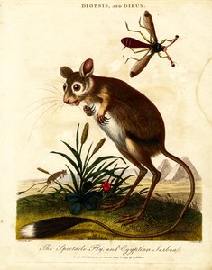Spektakelfluga och egyptisk Jerboa av John Pass