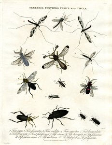Tenebrio;Tenthedo;Thrips och Tipula - Insektsmångfald